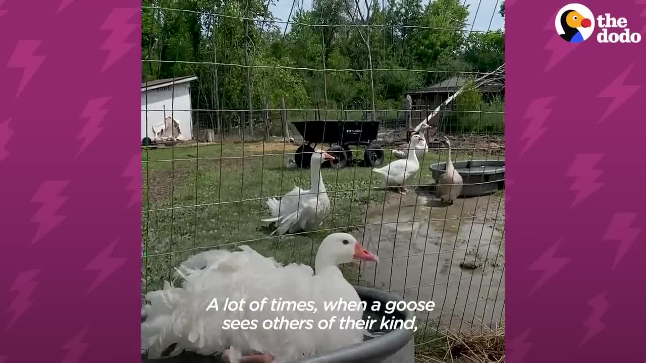 This Is Not Your Average Goose | The Dodo Little But Fierce