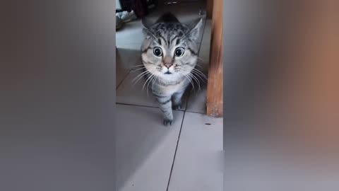 Cute cat