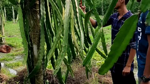 Nice food Tree