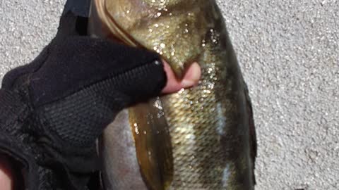 Calico Bass Caught