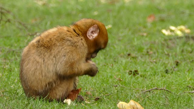 A beautiful brown monkey eating bread