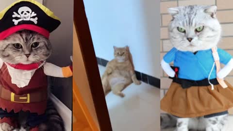 best kittens and cats TikTok compilation of November