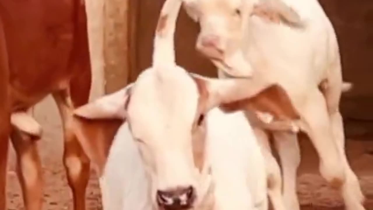 Baby Cow Short Video