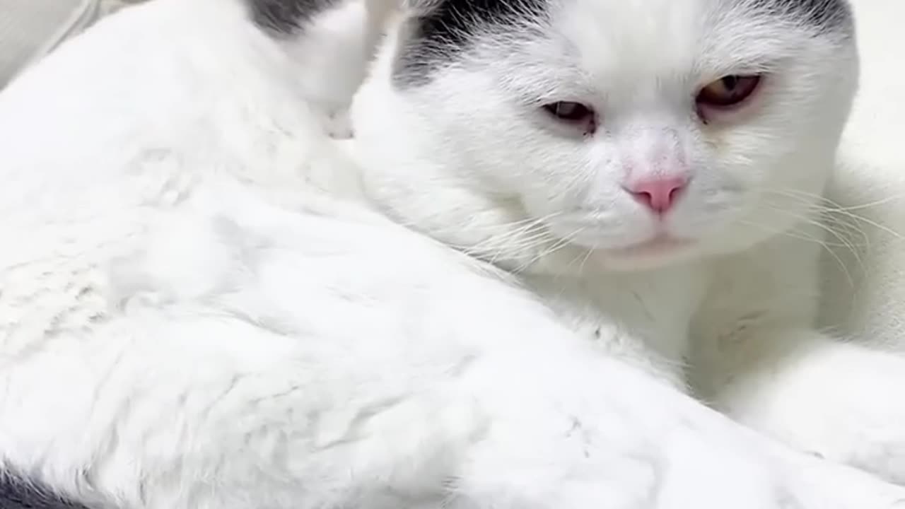 🤣Funny Animals Everyday Video🐶 | Animals LOL Moments