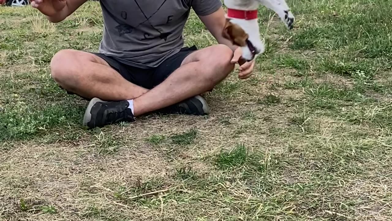 Jack Russell Terrier Somersaults in Slow Motion
