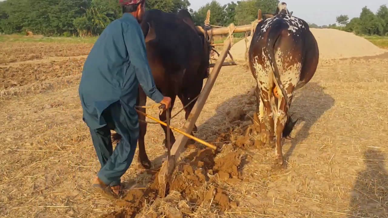 Farmar work in field with two bull