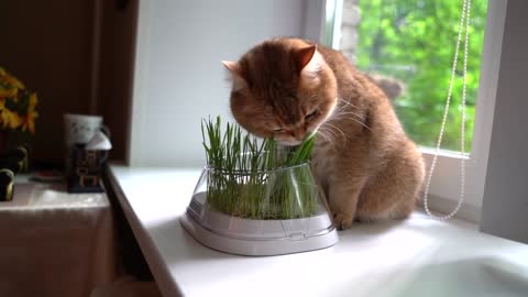 One, two, three and grew green and tasty grass!