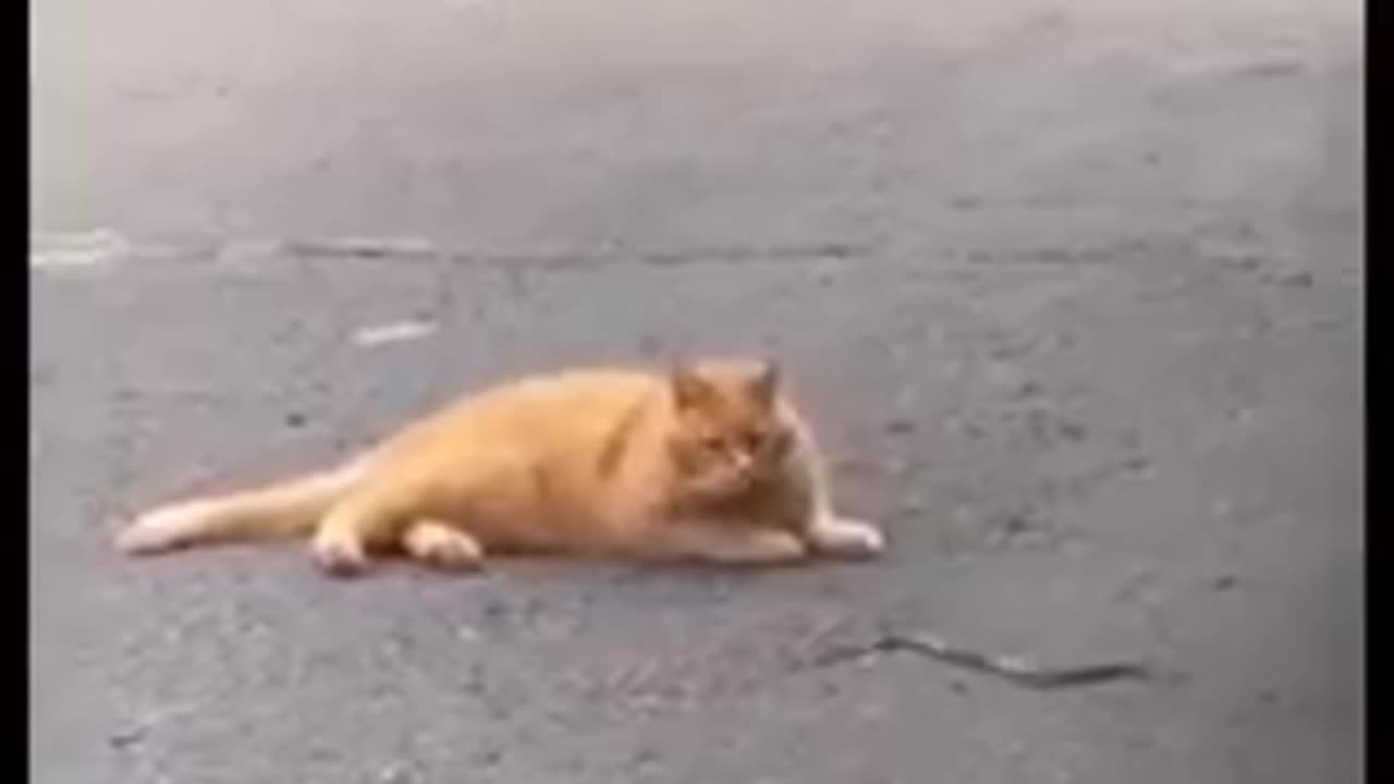 Funny cute cat video 😺😺🙀🙀😂😂