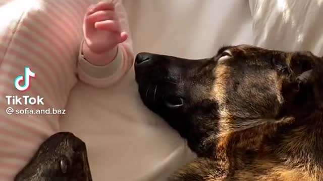 A Cute Dog is safeguarding a cute baby also playing