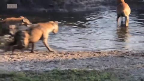 Hyena vs Animals fight