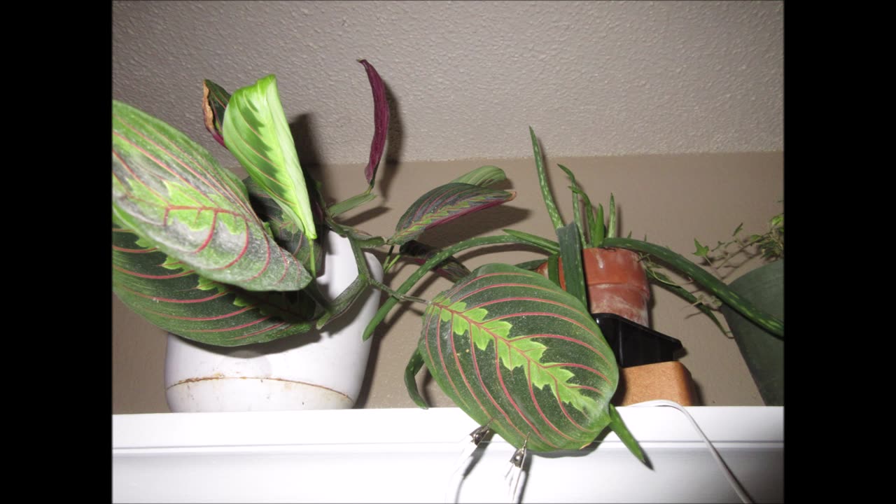 Joyful Prayers Prayer Plant Nov 2022