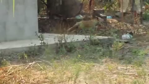 Prank with dog...