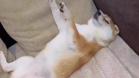 Funny animal video dog