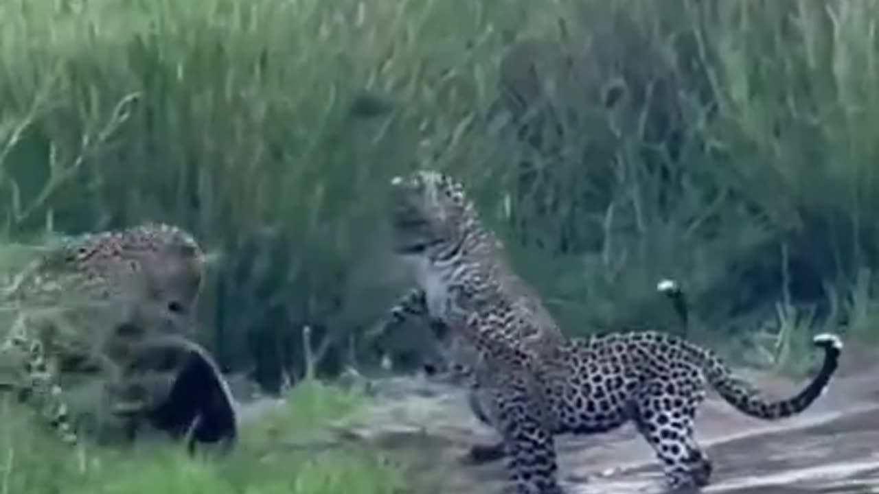 Honey Badger don't give a sh%$