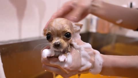 A dog take a shower of the video record