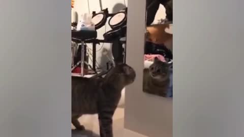 Cat Is Screaming On Itself In The Mirror