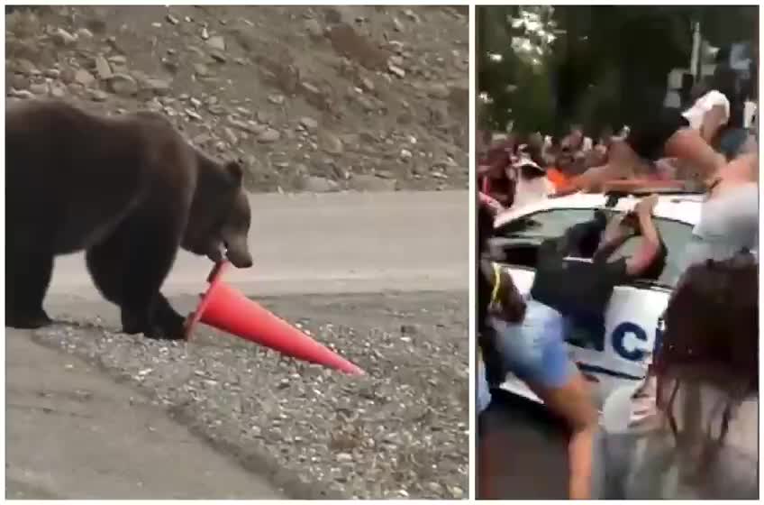 Bear vs BLM part 2
