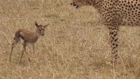 [!!Shaky Video!!] Cheetah playing with baby gazelle before eating it-13