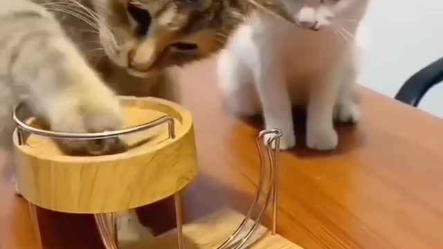 Cat obeys silent orders from owner to attack other cat