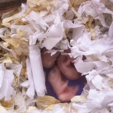 On the fourth day of life