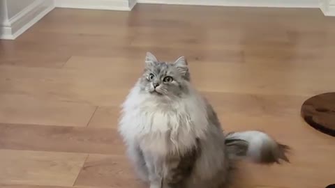 Siberian cat does back flips when instructed