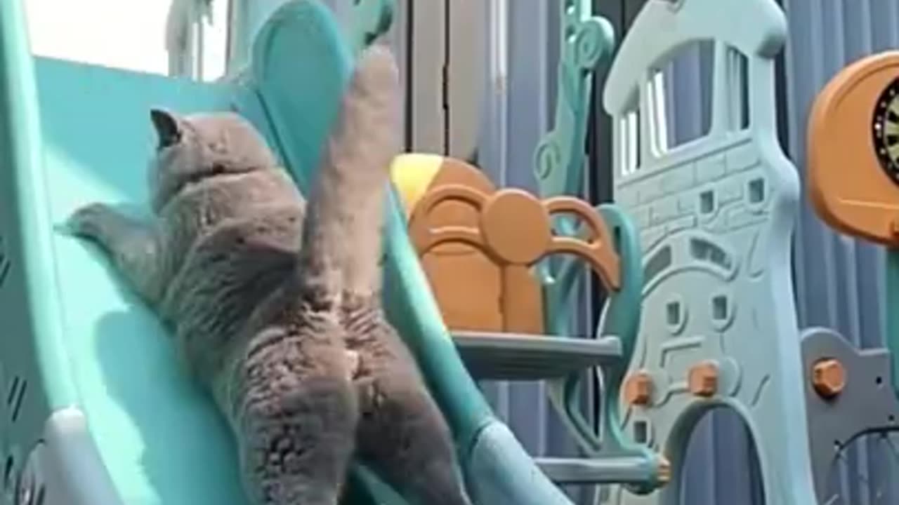 Funny cat videos.😺