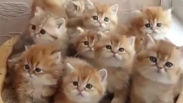 cats and cats and cats