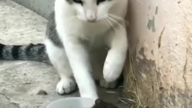 Cat Vs Rat || Animals Funny Video