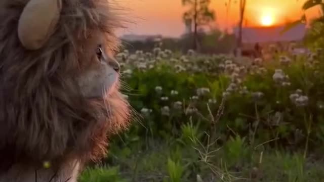Ahwwww 🥺 rate cuteness level below! ⬇️