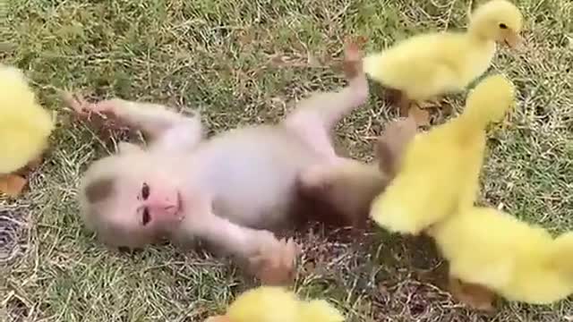 Just a monkey hanging out with some ducklings to brighten your day.