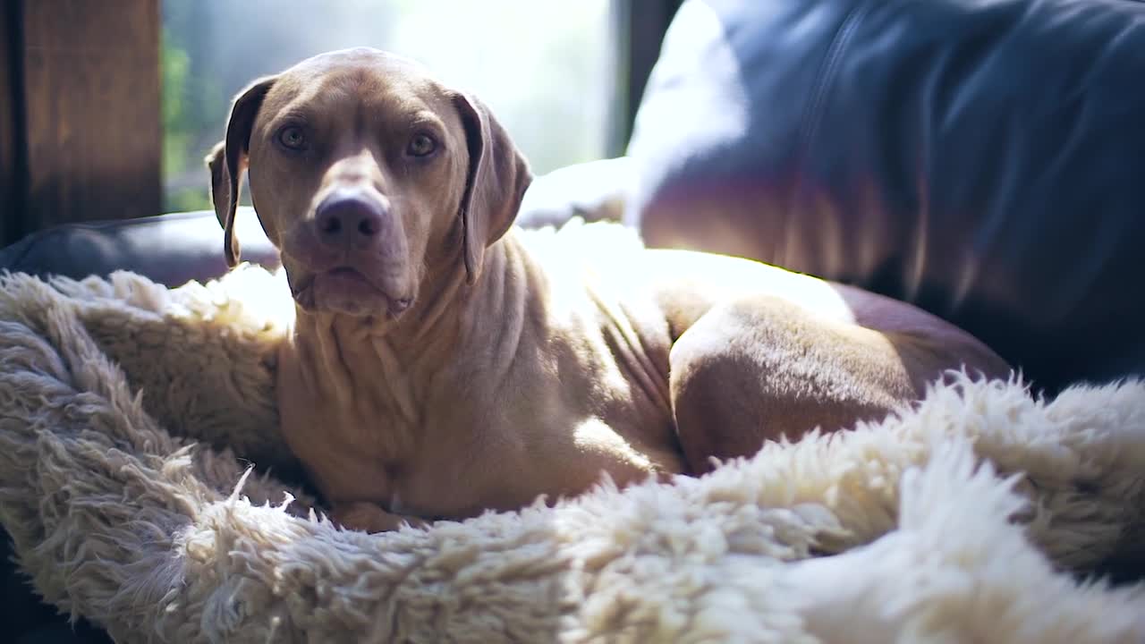 Dog Indoor Sheepskin Chair Curled Windows Relaxed