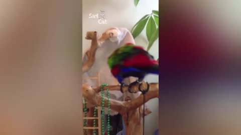 Funny parrots - 2023