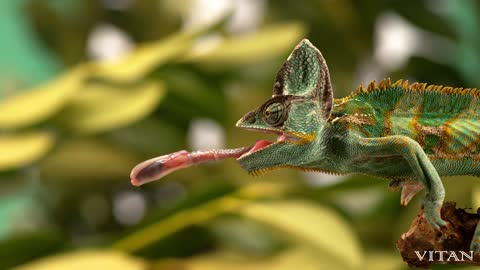 Chameleon Lizard Attack in Slow Motion, 4k Ultra HD