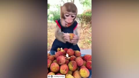 The little monkey is very hungry