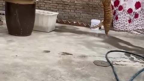 Cute and Funny TikTok Animal Videos You Can't