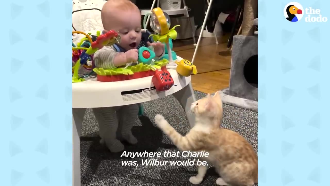 Cat Obsessed With Baby Brother Thinks He’s Also A Baby _ The Dodo Cat Crazy