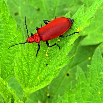 Scarlet fire beetle / Very beautiful red insect in nature.