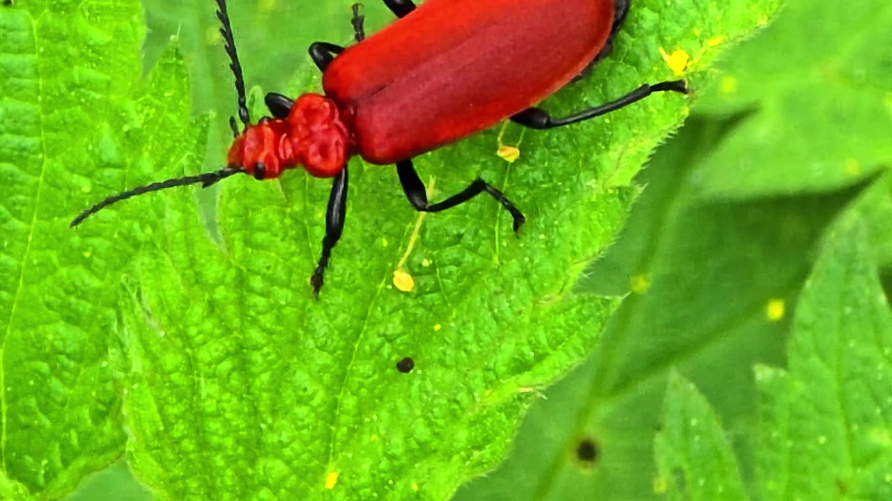 Scarlet fire beetle / Very beautiful red insect in nature.