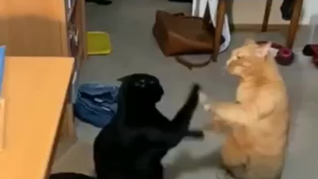 Funny cat videos funny dog video cat's meow meow meow ๐บ๐บ๐บ๐ป๐คฃ