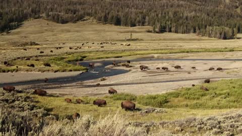 Animals of the Yellow Stone