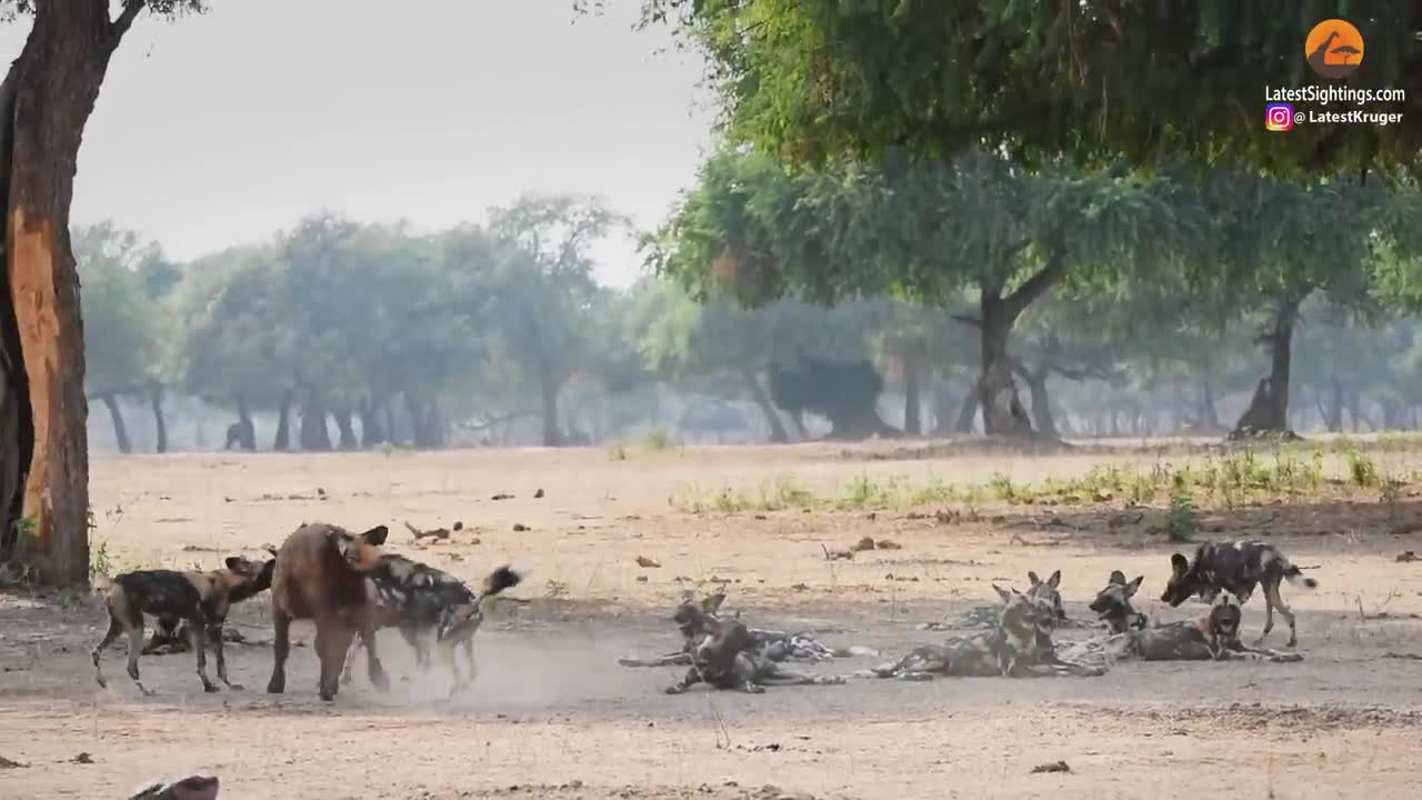 2 Buffalo Calves Try Fighting off Wild Dogs