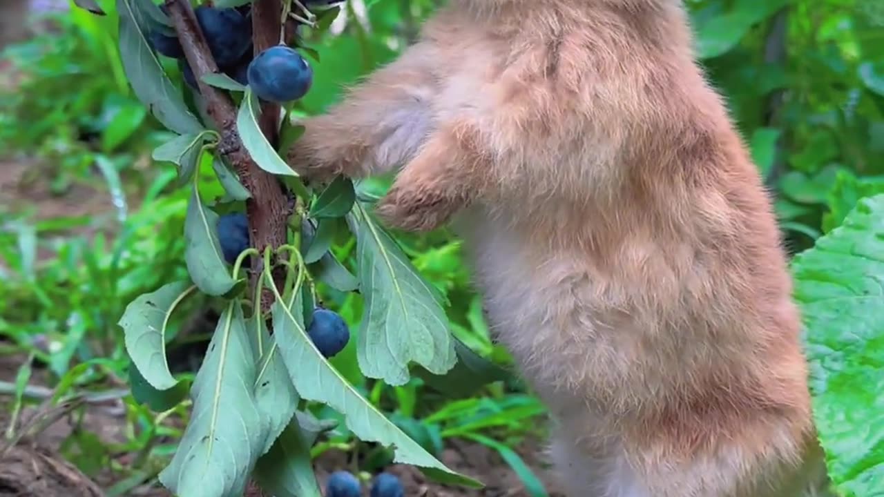 The little bunny that loves to eat blueberries.