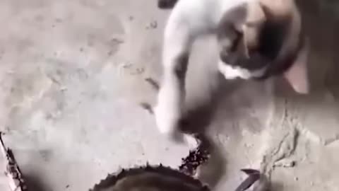 Funny Cat and Dog