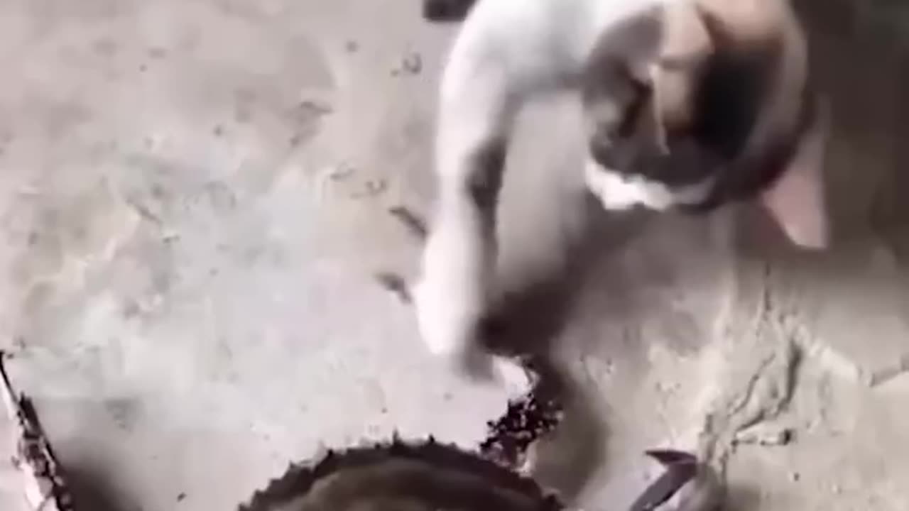 Funny Cat and Dog