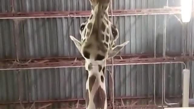 you must be 17’ or taller @K #animalsoftiktok #animalsdoingthings