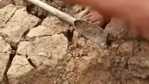 Desert Fish- Viral Video of Saudi Arabia - ریگستان کی مچھلی