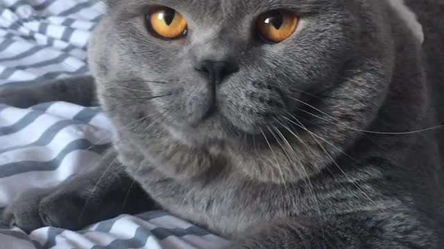 Funny Cats