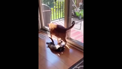 funny cats and dogs videos try to not laugh