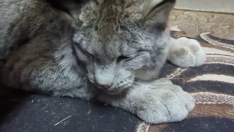 Max Canada Lynx - I'm a Big Baby