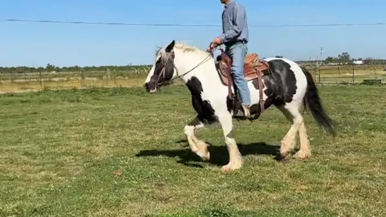 Splash-Gypsy vanner April 2023